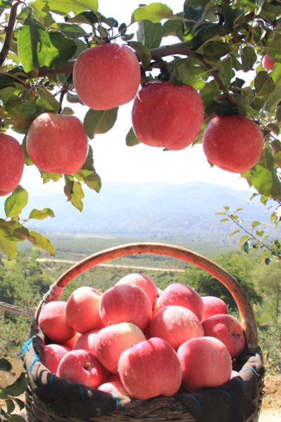 正是橙黄橘绿时！寒露节气全国名优特产品名录发布 品尝秋天的味道