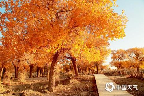 内蒙古额济纳胡杨林观赏预报来了 最佳观赏期可持续至10月下旬