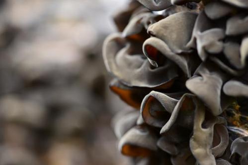 品味六地农珍 霜降节气全国名优特产品名录发布